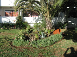 Surycan – kleiner Garten mit Palmen